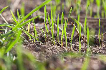 Image showing young grass plants, close-up