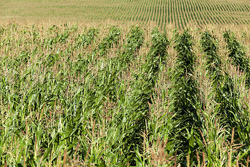 Image showing Corn field, summer