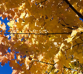 Image showing yellowed maple leaves