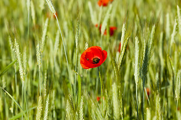 Image showing blooming red poppies