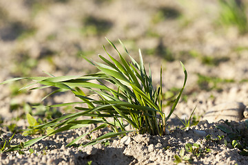 Image showing young grass plants, close-up