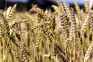 Image showing grow ripe cereals