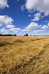 Image showing agricultural field , harvesting