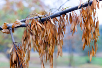 Image showing autumn in the park