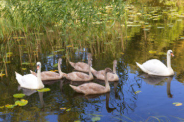 Image showing Swans family pond