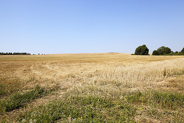 Image showing collection of ripe wheat