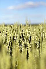 Image showing unripe ears of wheat