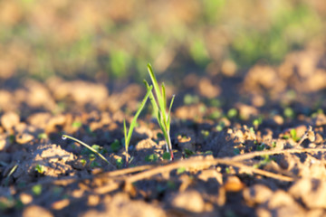 Image showing young grass plants, close-up