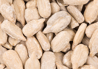 Image showing fresh sunflower seeds