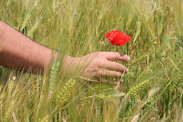 Image showing Touching a flower