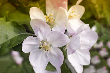 Image showing Branch of flowering apple-tree on a background a green garden.