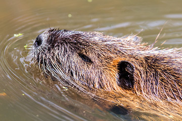 Image showing coypu close up