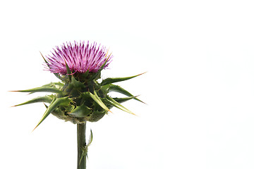 Image showing Thistle