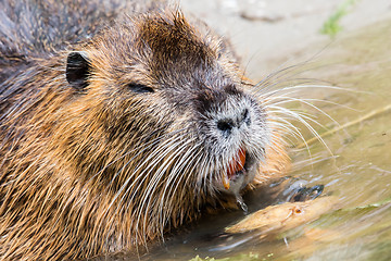 Image showing Coypu is eating