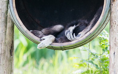 Image showing White handed gibbon sleeping in a barrel