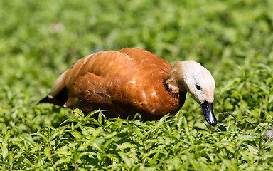 Image showing Ruddy shelduck in the grass