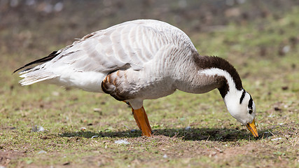 Image showing Bar-headed goose (Anser indicus) 