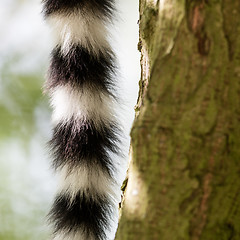 Image showing Close up of a ring-tailed lemur tail texture