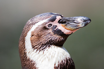 Image showing Close-up of a humboldt penguin