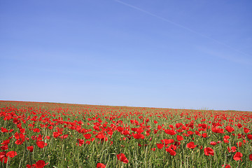 Image showing Poppys