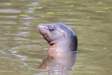 Image showing Close-up of a California sea lion