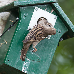 Image showing Adult sparrow feeding a young sparrow