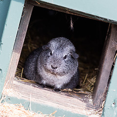 Image showing Portrait of a black guinea pig