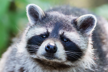 Image showing Eye to eye with raccoon, selective focus