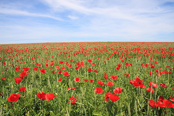 Image showing Poppys