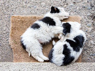 Image showing Border Collie puppies sleeping on a farm