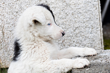 Image showing Border Collie puppy on a farm