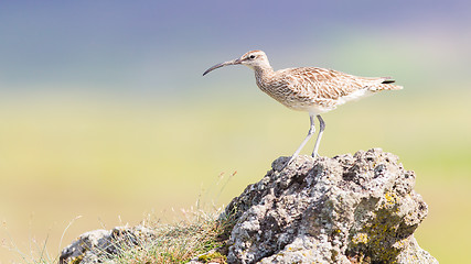 Image showing Whimbrel - Iceland