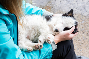 Image showing Small Border Collie puppy in the arms of a woman