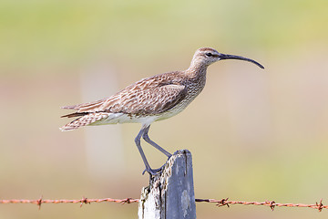 Image showing Whimbrel - Iceland