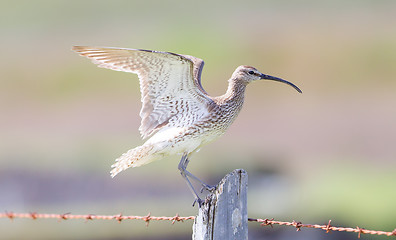 Image showing Whimbrel - Iceland