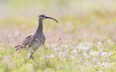 Image showing Whimbrel - Iceland