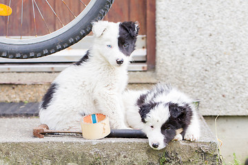 Image showing Border Collie puppies sleeping on a farm