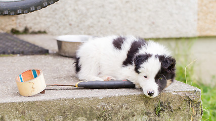 Image showing Small Border Collie puppy on a farm,resting