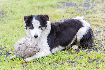 Image showing Playful Border collie