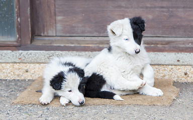 Image showing Border Collie puppies sleeping on a farm