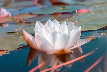 Image showing White water lily in a pond