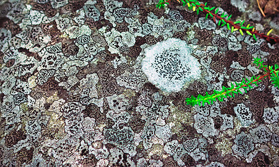 Image showing Natural background pattern of lichen