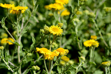 Image showing Common fleabane 