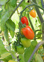 Image showing Red plum tomatoes on the vine