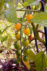 Image showing Yellow plum tomatoes ripening on the vine