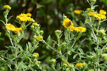 Image showing Heriades truncorum bee on yellow fleabane