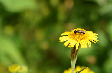 Image showing Bee taking nectar from a fleabane flower