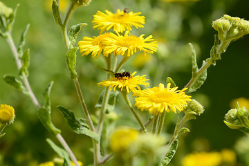 Image showing Yellow common fleabane flowers with a small bee 