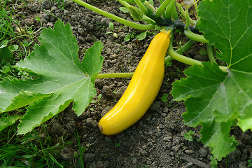 Image showing Yellow summer squash growing