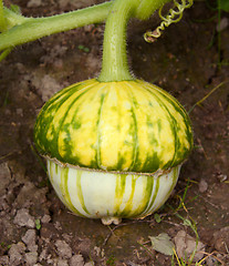 Image showing Turks turban squash growing on the vine